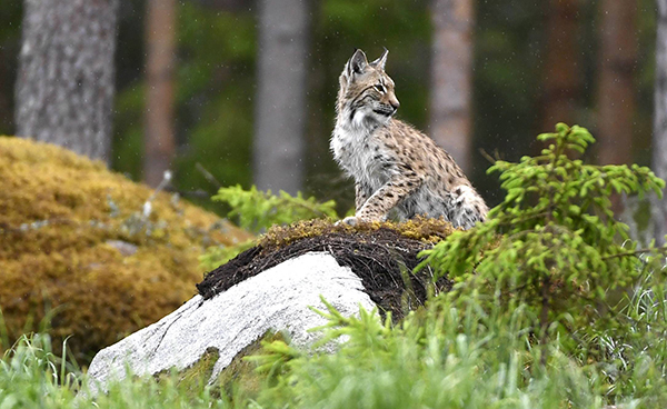 Ilveksillä menee paremmin
